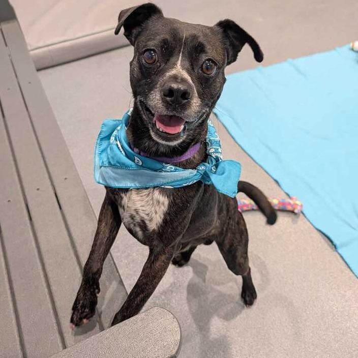 Prince, Adoptable, Adult Male Mixed Breed.