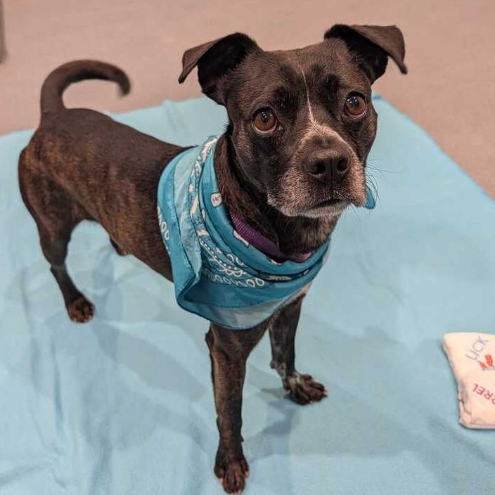 Enlarge Prince, a Adoptable Mixed Breed in Canal Winchester, OH image 2/3