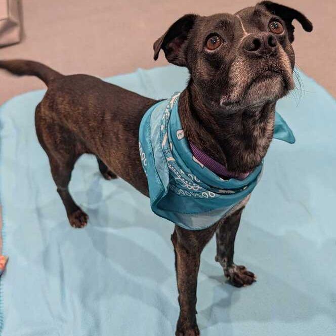 Enlarge Prince, a Adoptable Mixed Breed in Canal Winchester, OH image 3/3