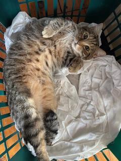 Almonzo and Laura Wilder