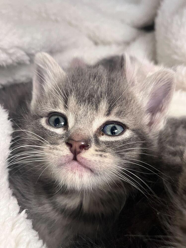 Sid, Adopted, Kitten Female Domestic Short Hair.