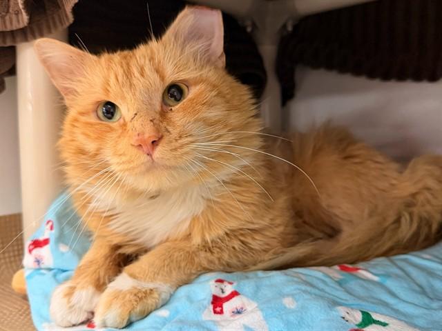 Enlarge HARRY, a Adoptable Domestic Long Hair in Boston, MA image 1/1