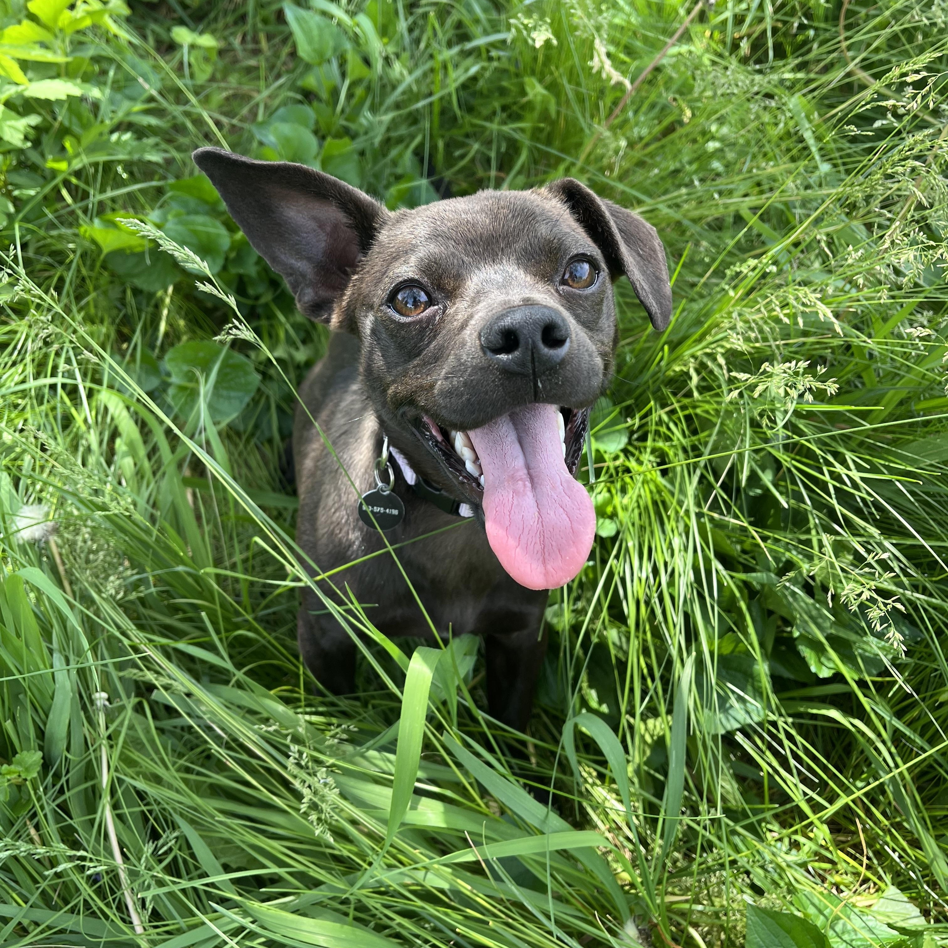 Raven, adopted, Young Female Chihuahua & Dachshund.
