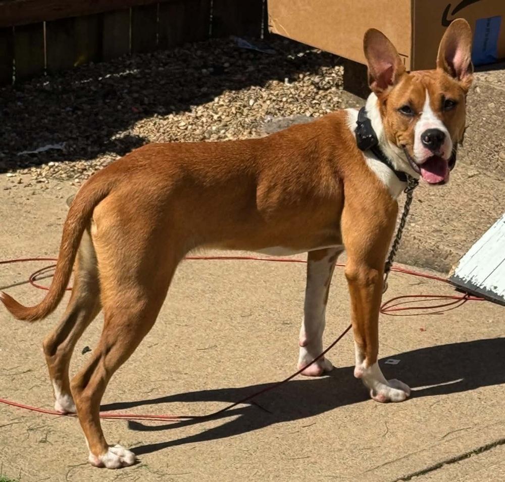 Enlarge Zeke, a Adoptable mixed breed in Springdale, PA image 1/4