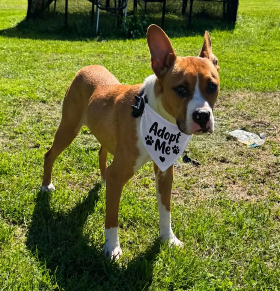 Enlarge Zeke, a Adoptable mixed breed in Springdale, PA image 3/4