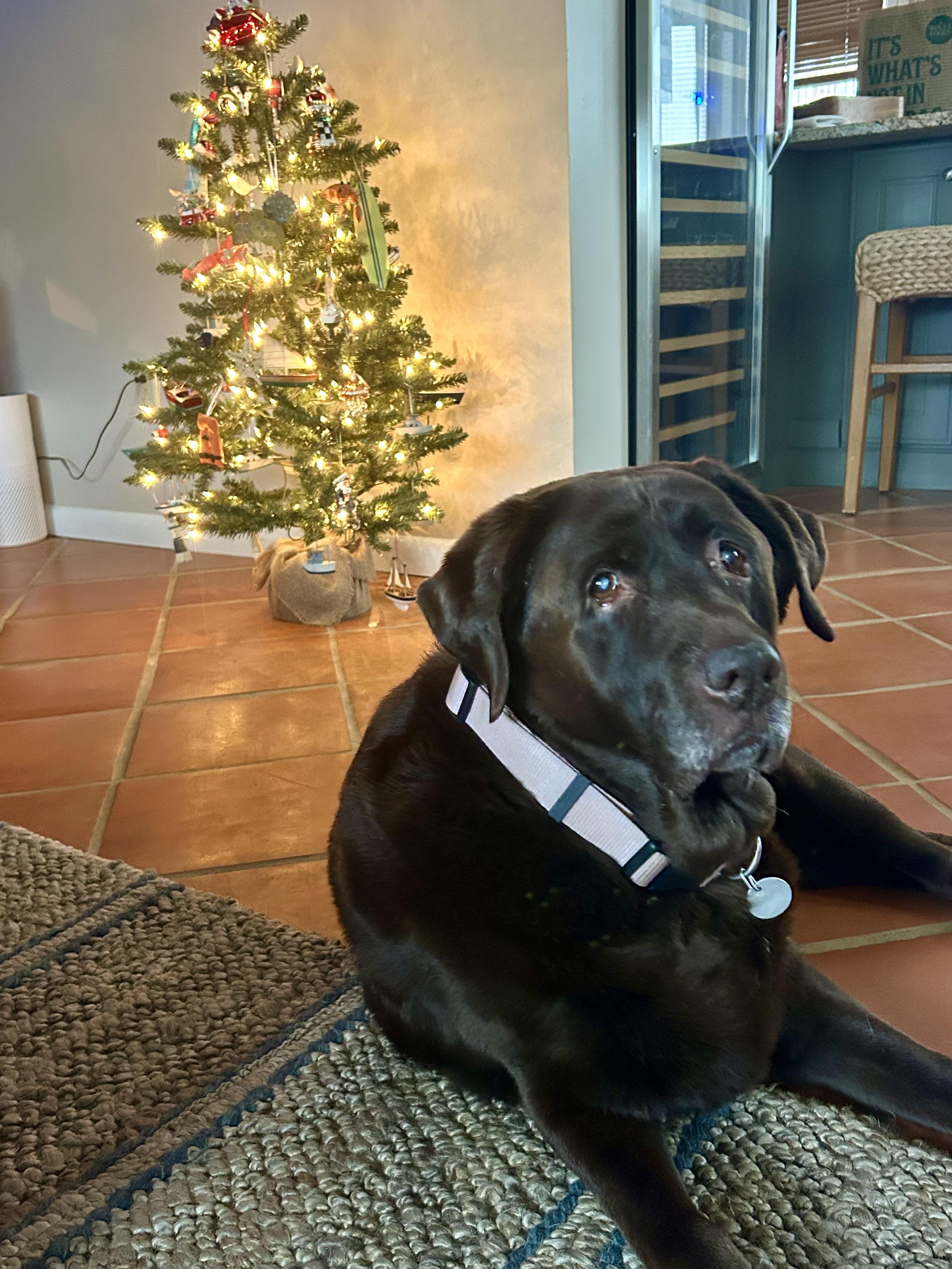 Bailey, Adoptable, Senior Female Chocolate Labrador Retriever.