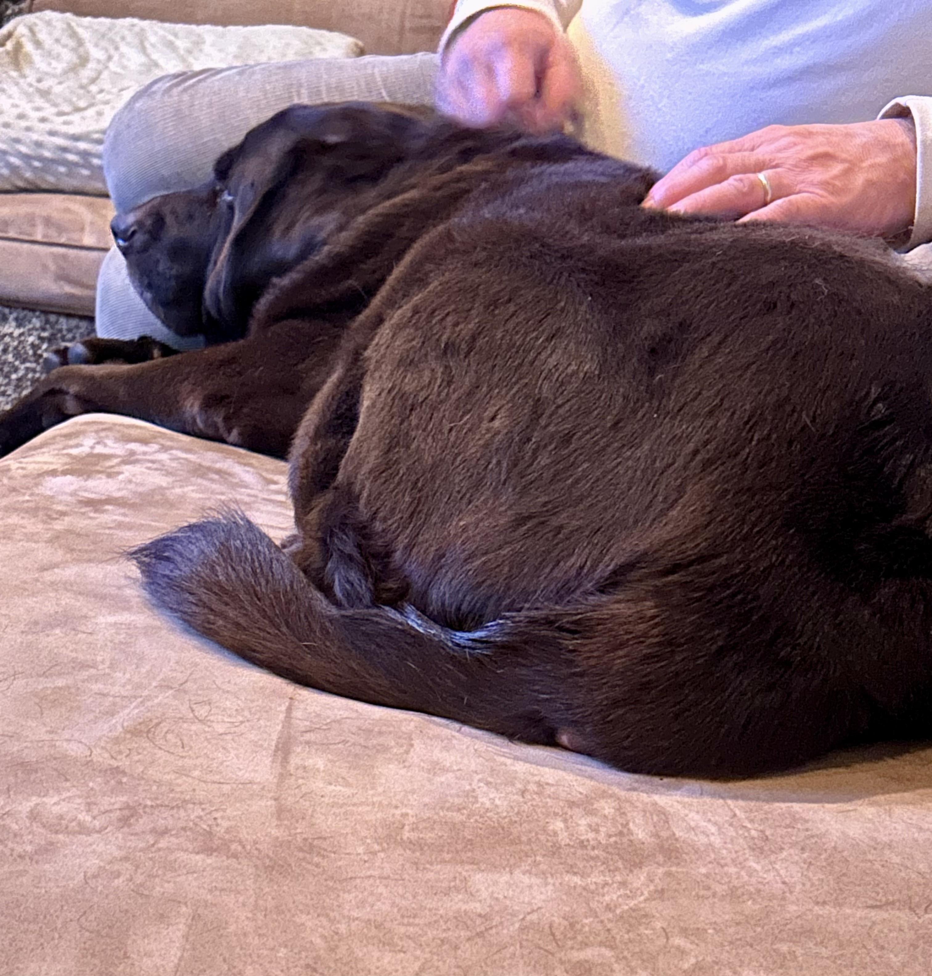 Enlarge Bailey, a Adoptable Chocolate Labrador Retriever in Warrington, PA image 4/5