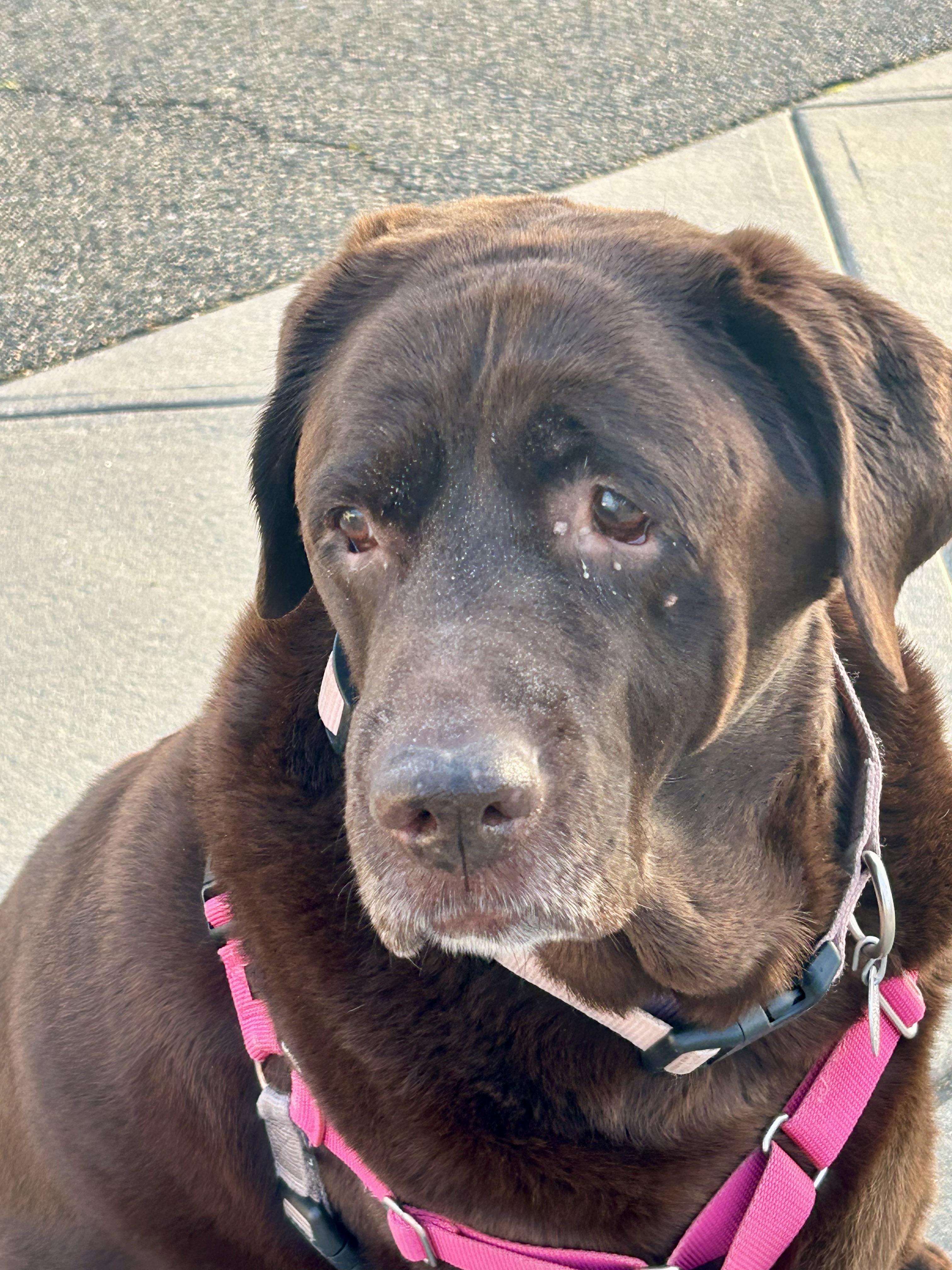 Enlarge Bailey, a Adoptable Chocolate Labrador Retriever in Warrington, PA image 2/5
