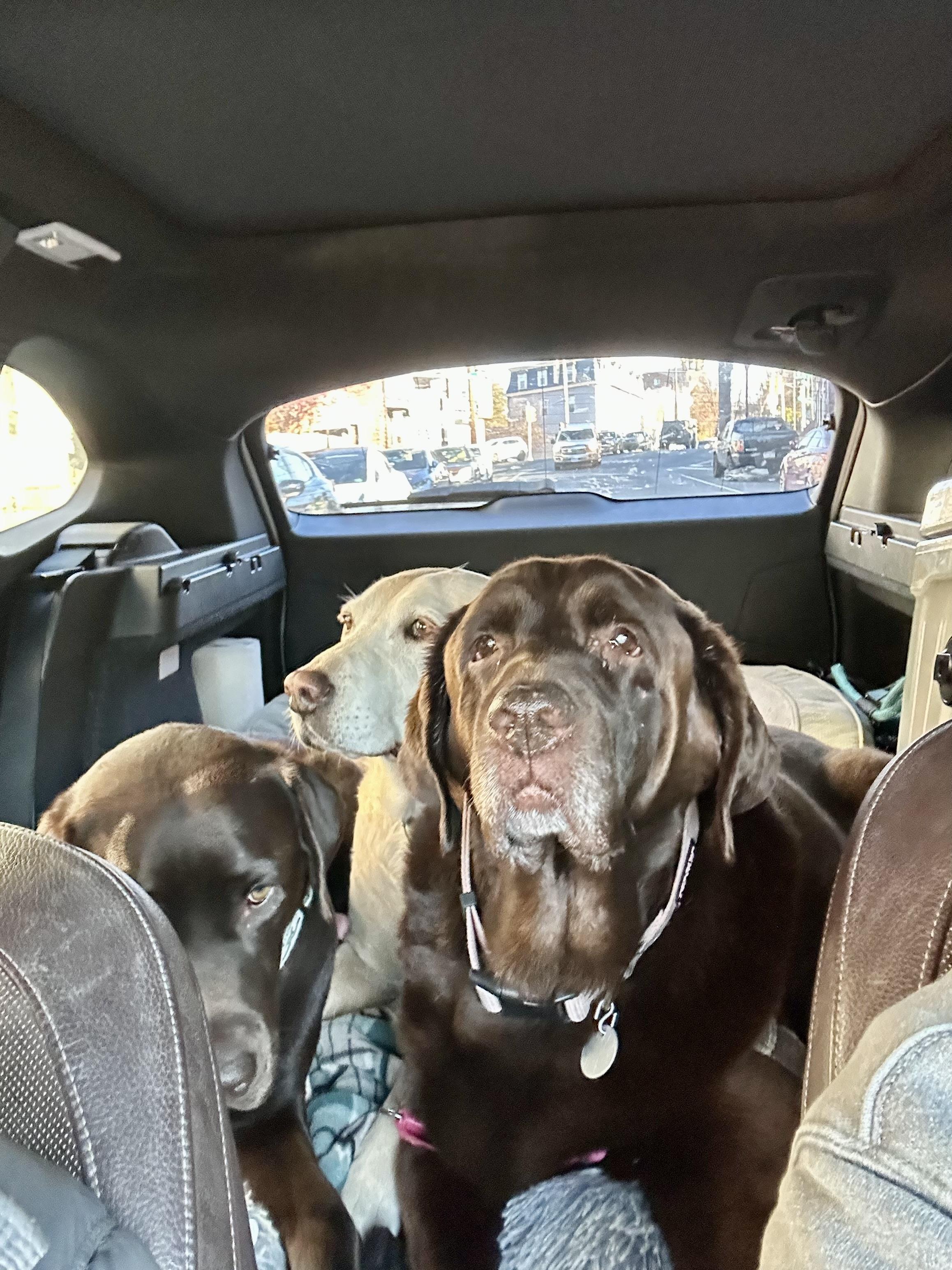 Enlarge Bailey, a Adoptable Chocolate Labrador Retriever in Warrington, PA image 3/5