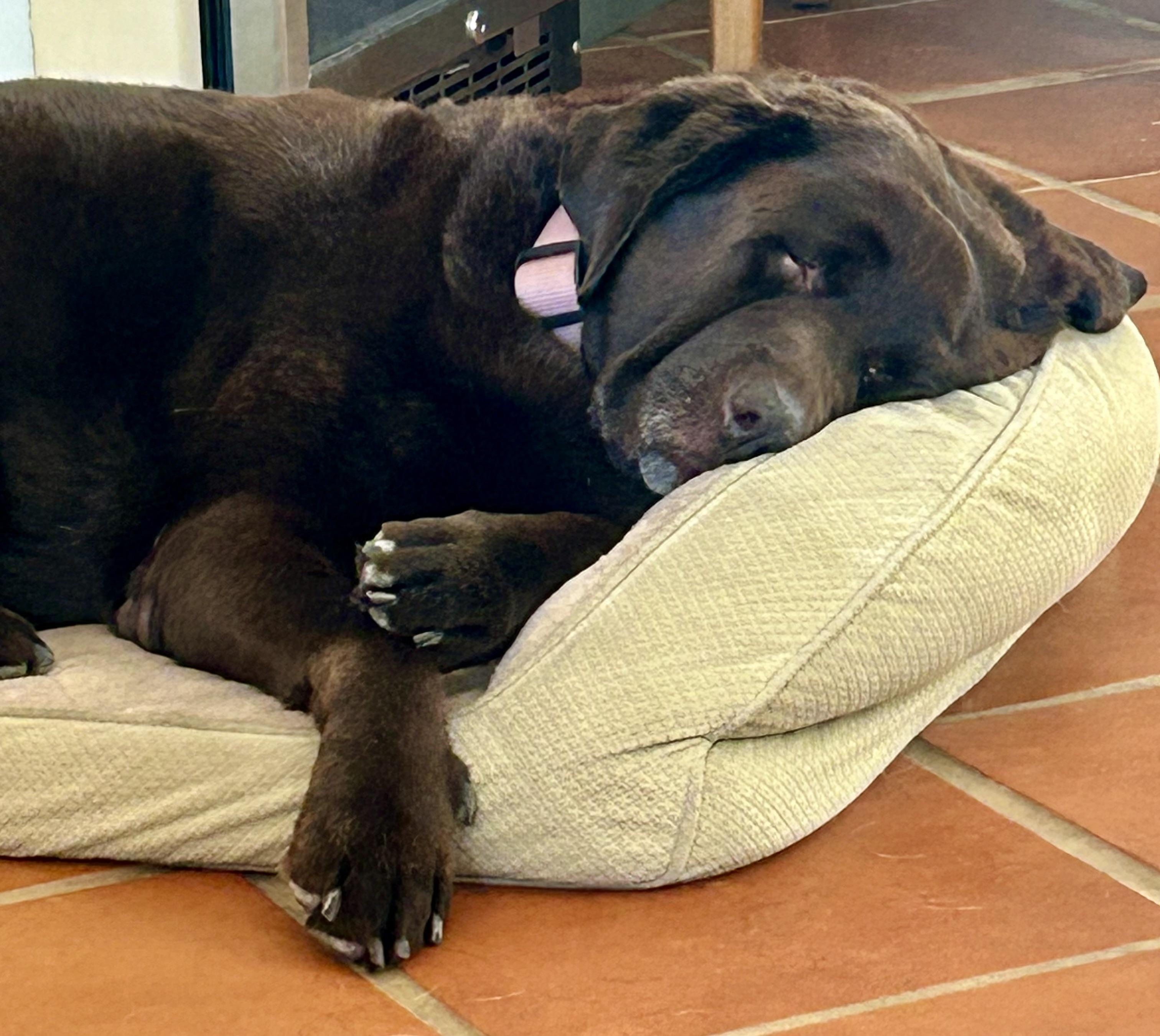 Enlarge Bailey, a Adoptable Chocolate Labrador Retriever in Warrington, PA image 5/5