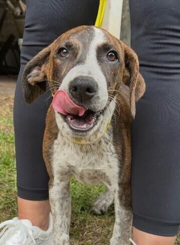 Enlarge Pup Alma, a Adoptable mixed breed in Washington, DC image 1/6
