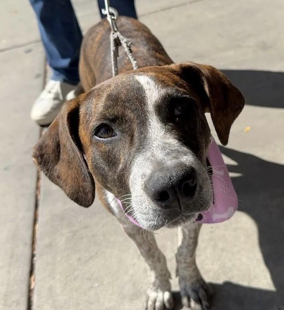 Enlarge Pup Alma, a Adoptable mixed breed in Washington, DC image 2/6