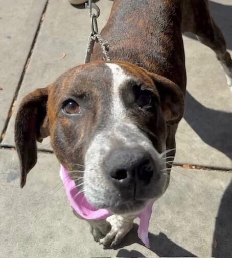 Enlarge Pup Alma, a Adoptable mixed breed in Washington, DC image 4/6