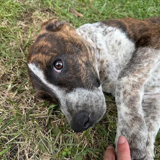 Enlarge Pup Alma, a Adoptable mixed breed in Washington, DC image 5/6