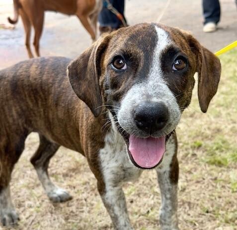 Enlarge Pup Alma, a Adoptable mixed breed in Washington, DC image 6/6