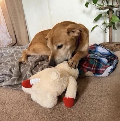 Enlarge Delilah, an adoptable mixed breed in High Point, NC image 4/6