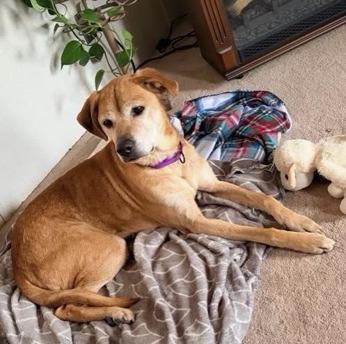 Enlarge Delilah, an adoptable mixed breed in High Point, NC image 3/6