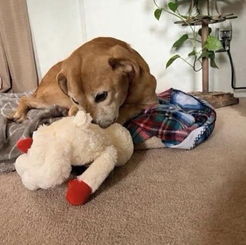 Enlarge Delilah, an adoptable mixed breed in High Point, NC image 6/6