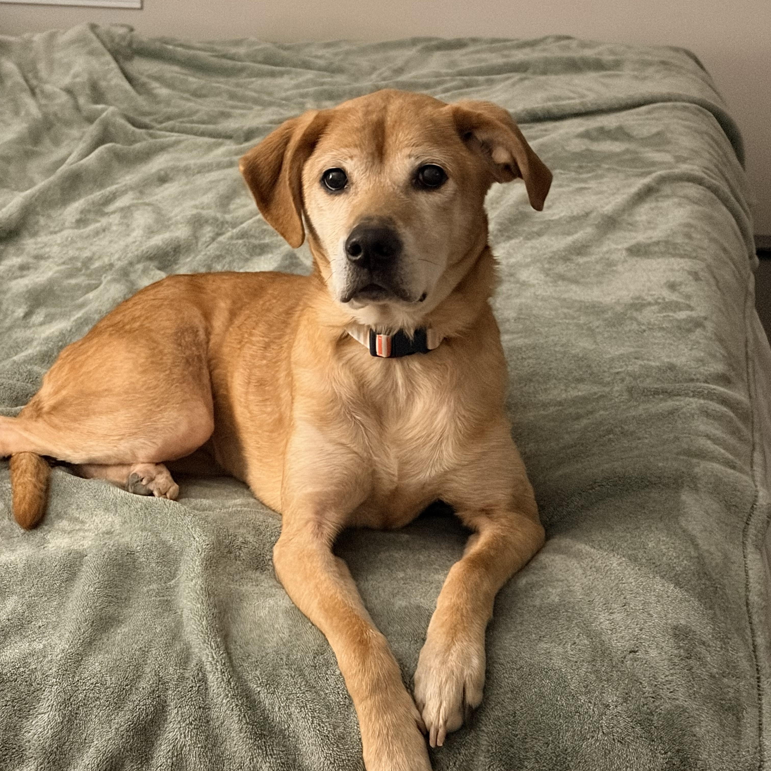 Lilah, ADOPTABLE, Senior Female Labrador Retriever.