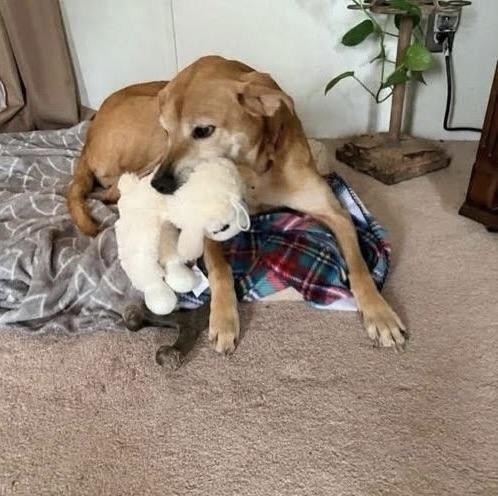 Enlarge Delilah, an adoptable mixed breed in High Point, NC image 5/6