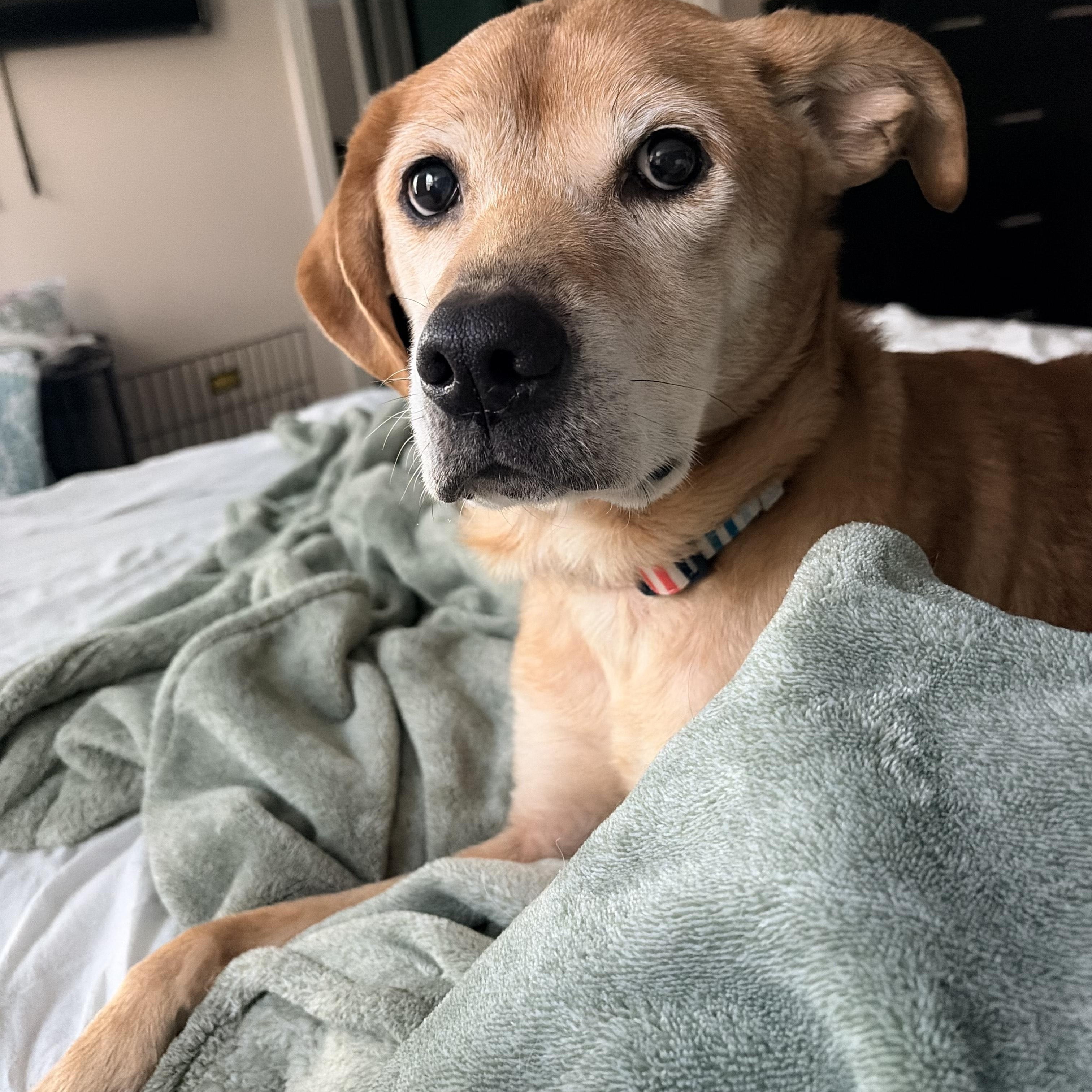 Enlarge Lilah, a ADOPTABLE Labrador Retriever in High Point, NC image 2/2