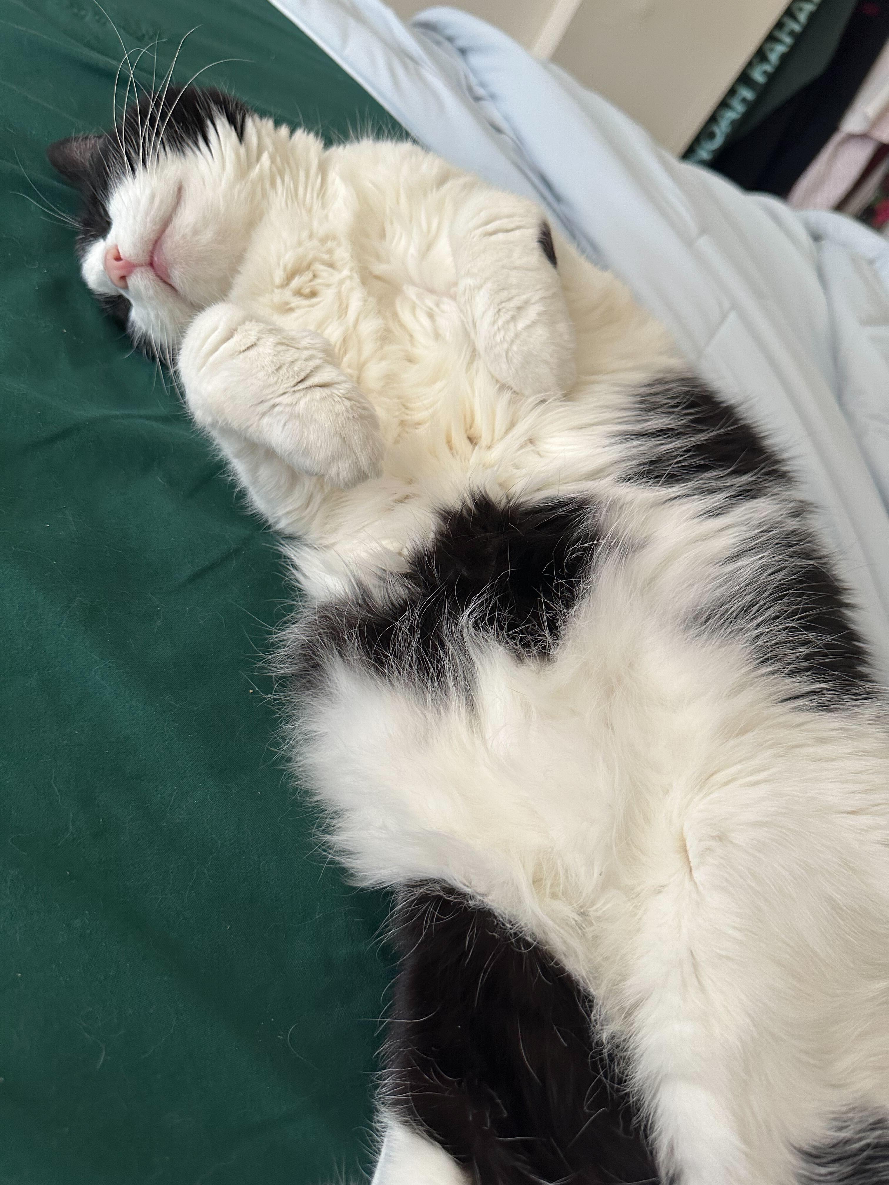 Enlarge Precious, a ADOPTABLE Domestic Medium Hair in Waltham, MA image 2/6