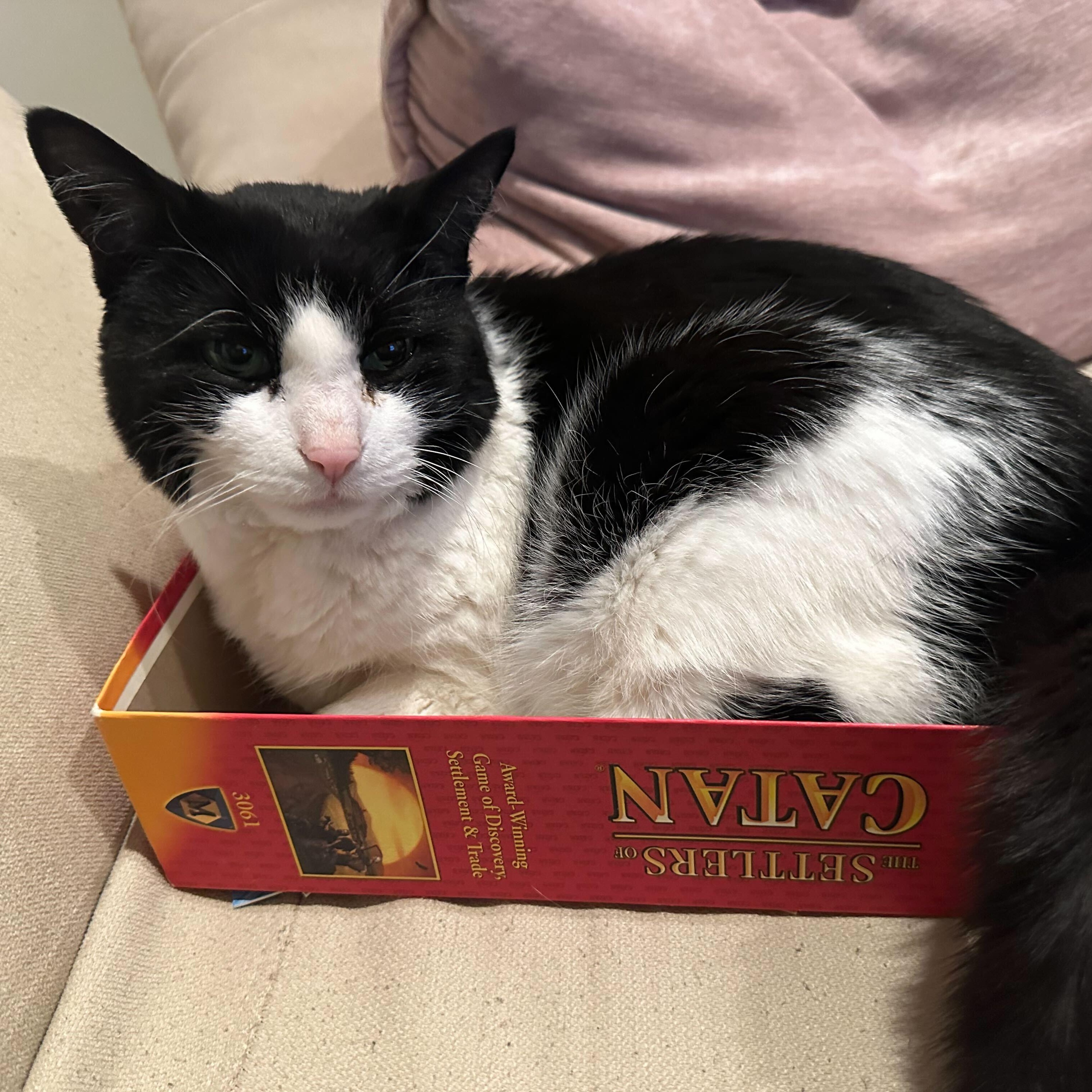 Enlarge Precious, a ADOPTABLE Domestic Medium Hair in Waltham, MA image 3/6