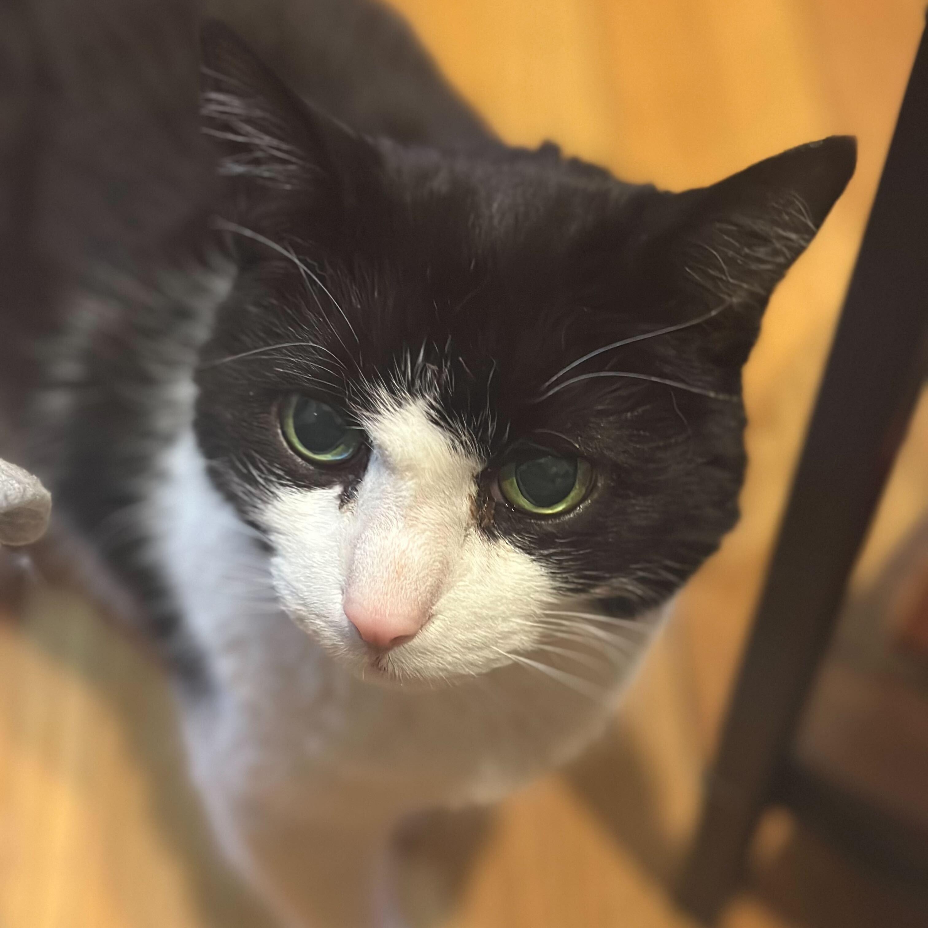 Enlarge Precious, a ADOPTABLE Domestic Medium Hair in Waltham, MA image 5/6