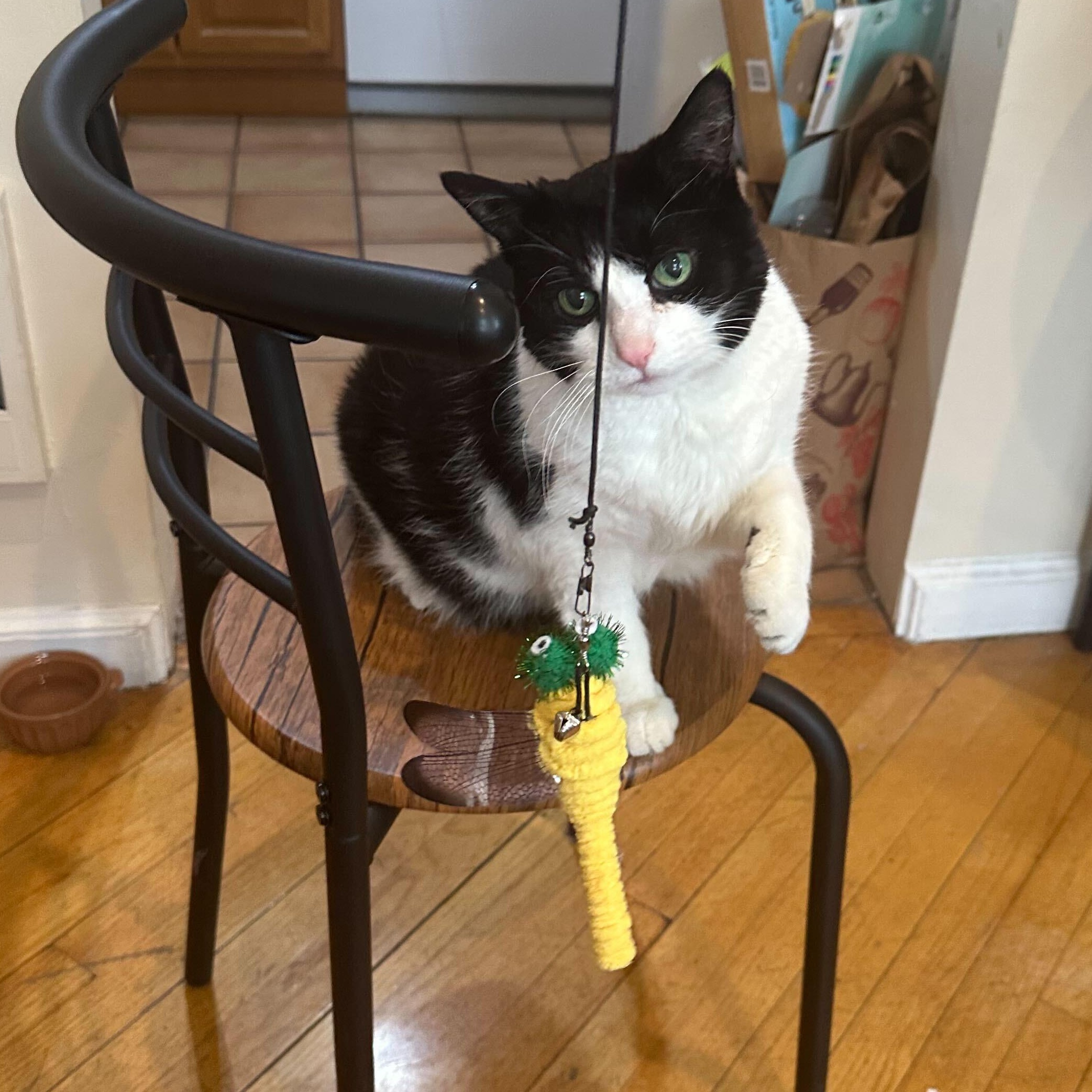 Enlarge Precious, a ADOPTABLE Domestic Medium Hair in Waltham, MA image 4/6