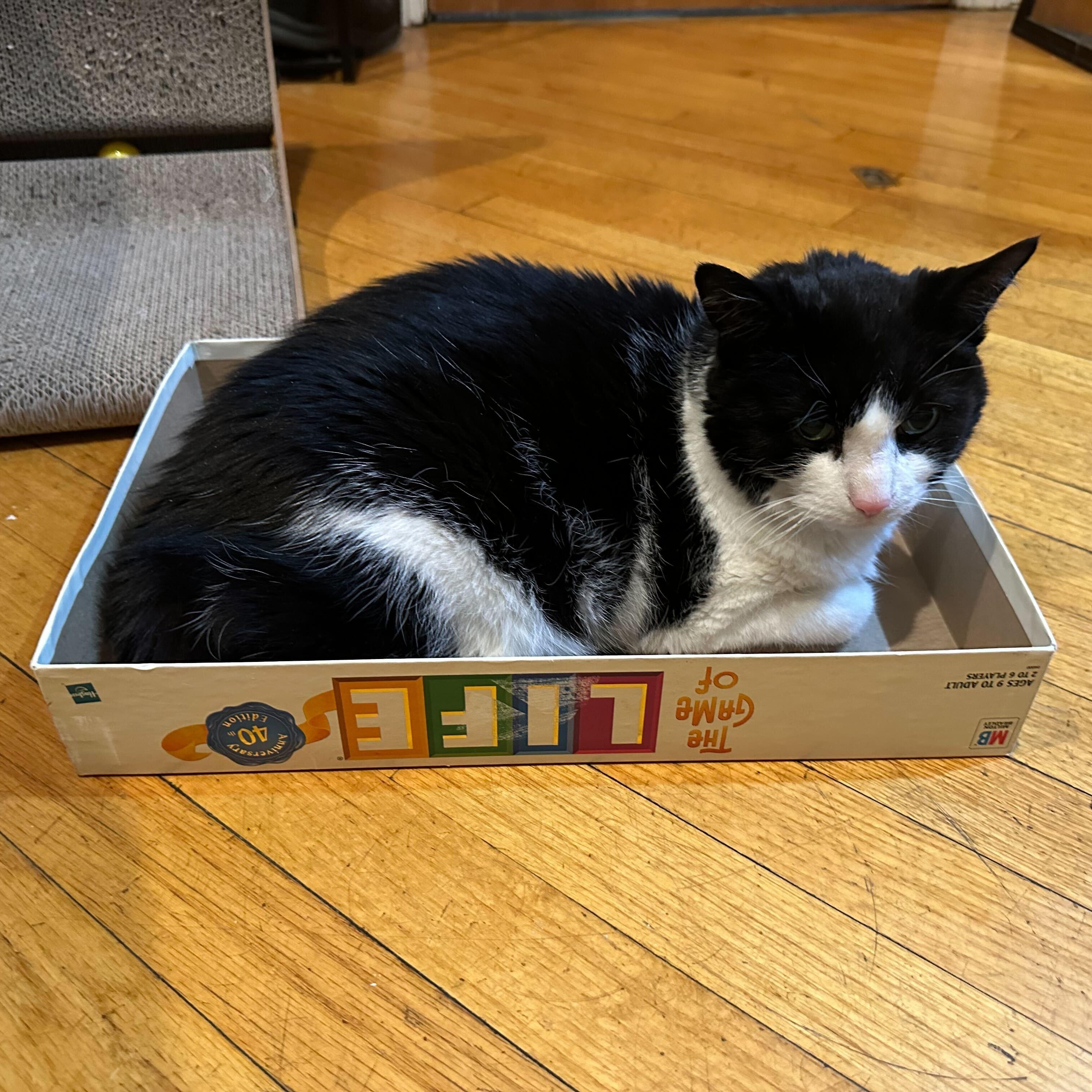 Enlarge Precious, a ADOPTABLE Domestic Medium Hair in Waltham, MA image 6/6