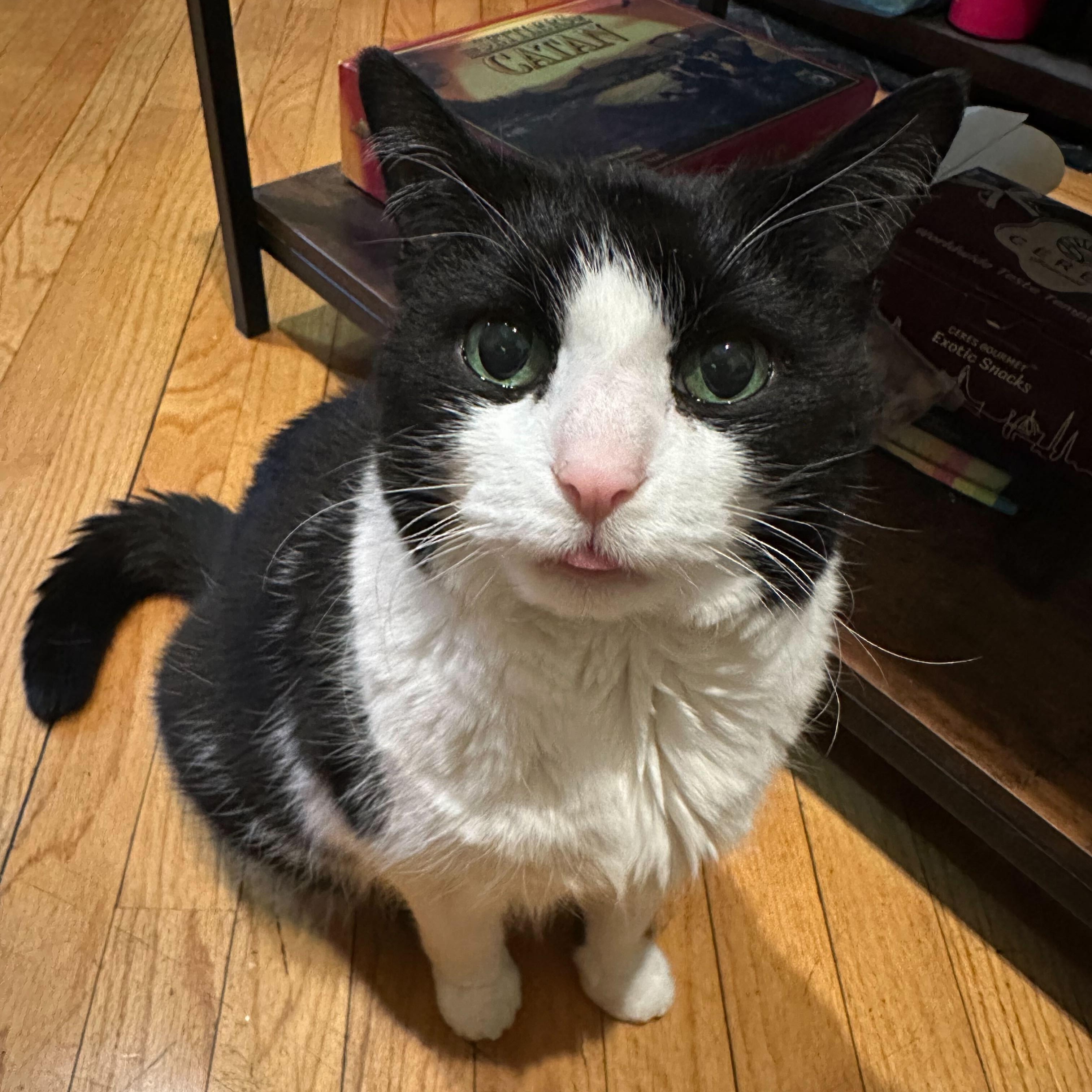 Precious, ADOPTABLE, Senior Female Domestic Medium Hair.