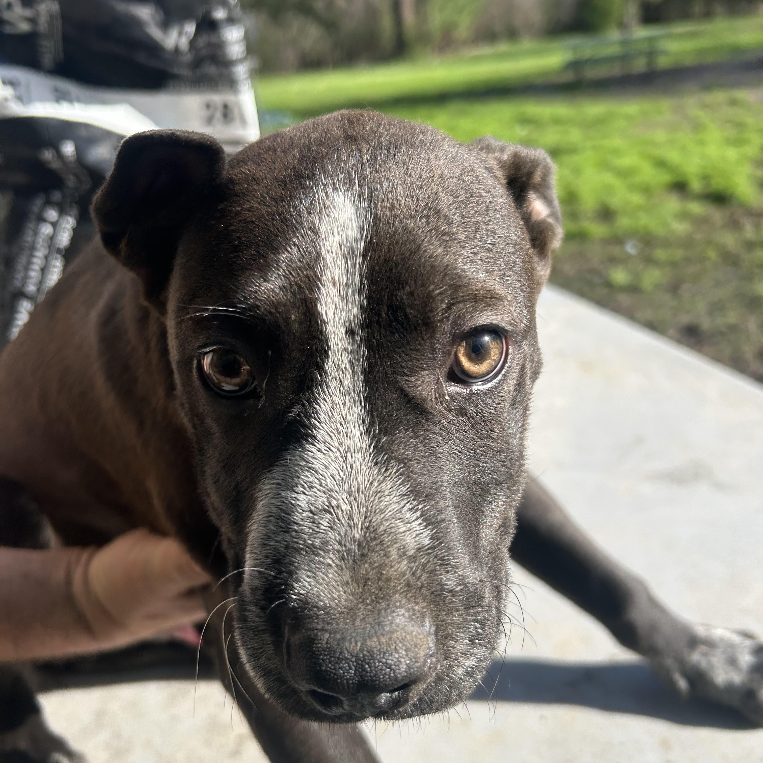 Enlarge Jack, an adoptable mixed breed in Pine Bluff, AR image 3/6