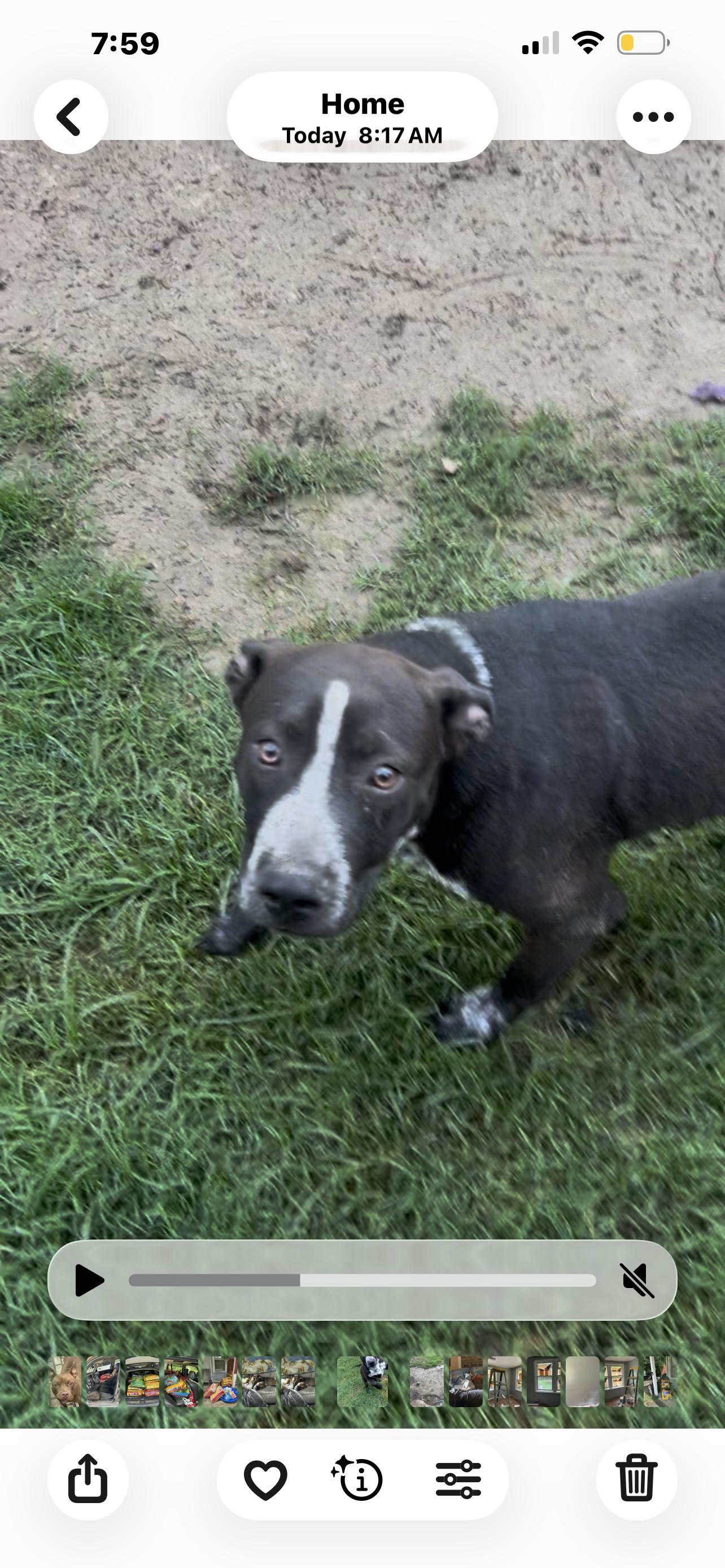 Enlarge Jack, an adoptable mixed breed in Pine Bluff, AR image 6/6