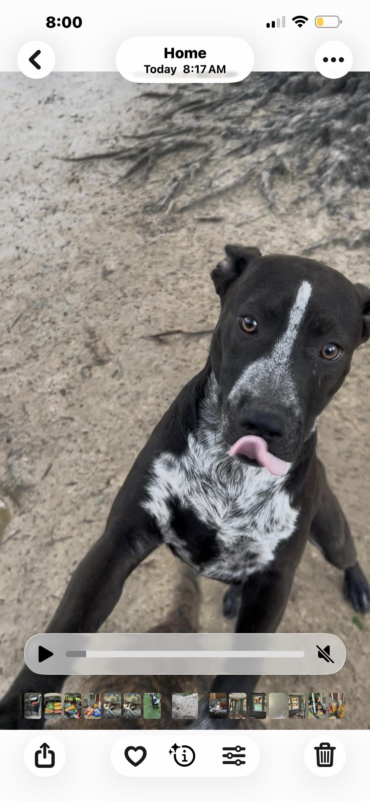 Enlarge Jack, an adoptable mixed breed in Pine Bluff, AR image 5/6