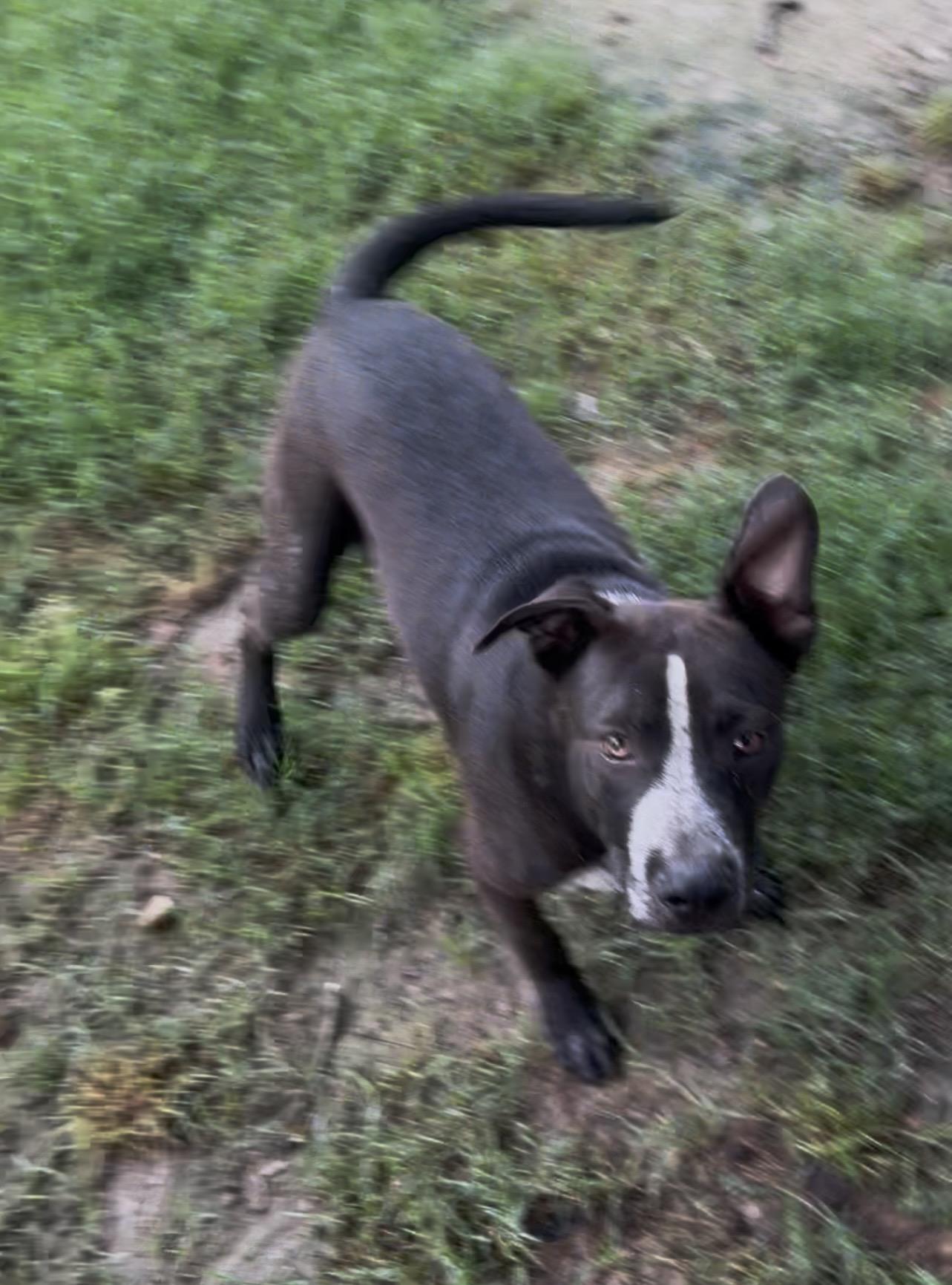 Jack, adoptable, Young Male German Shorthaired Pointer.