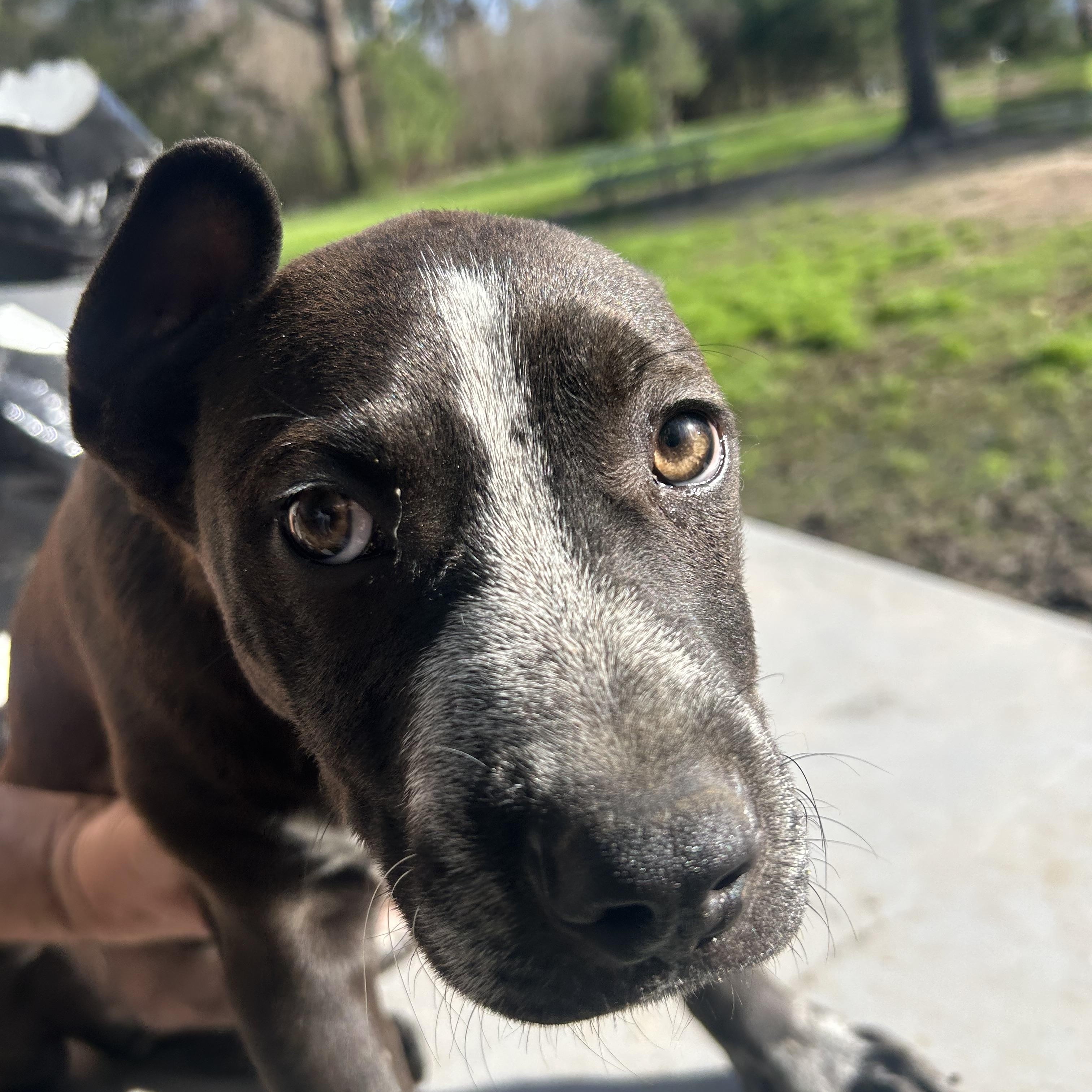 Enlarge Jack, an adoptable mixed breed in Pine Bluff, AR image 2/6