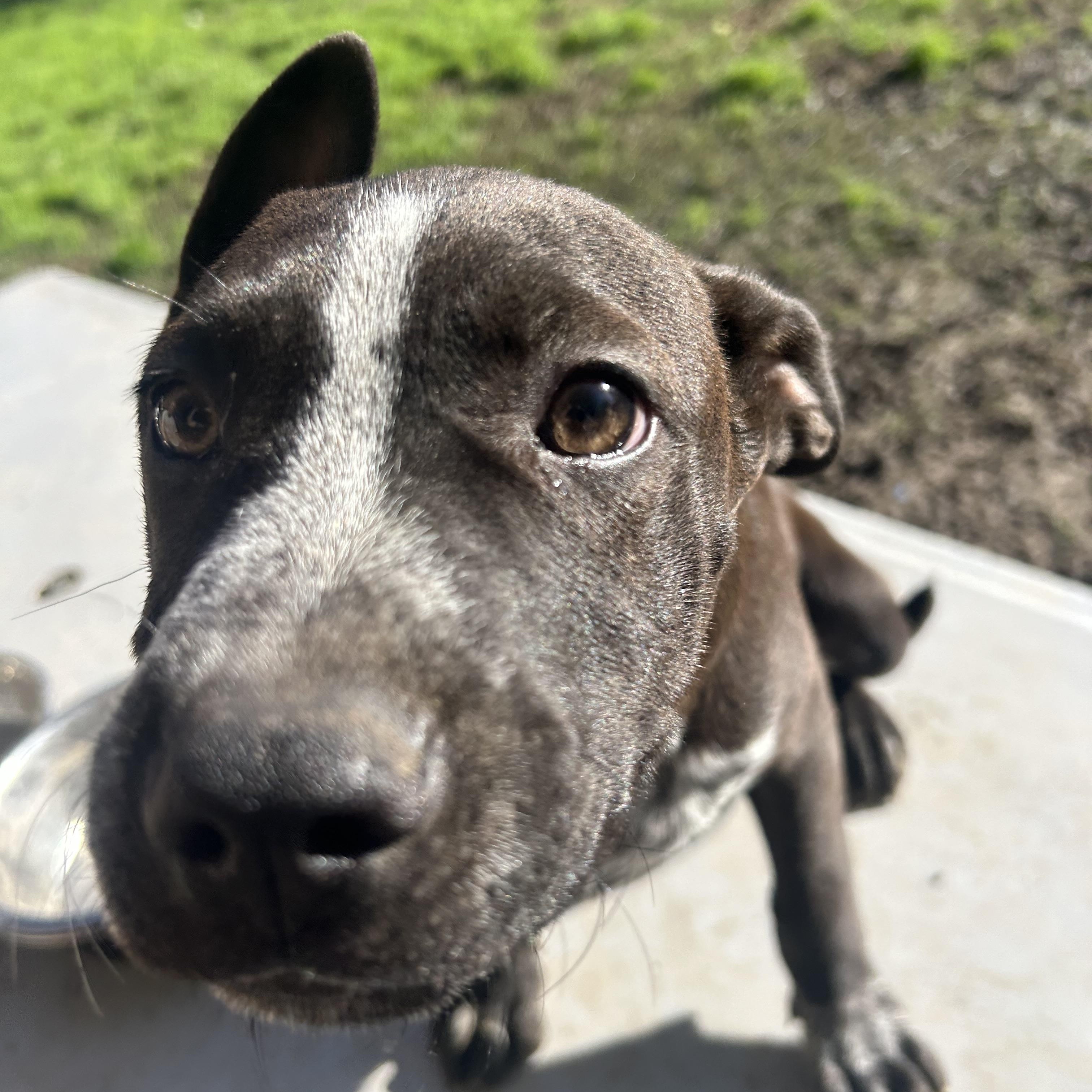 Enlarge Jack, an adoptable mixed breed in Pine Bluff, AR image 4/6