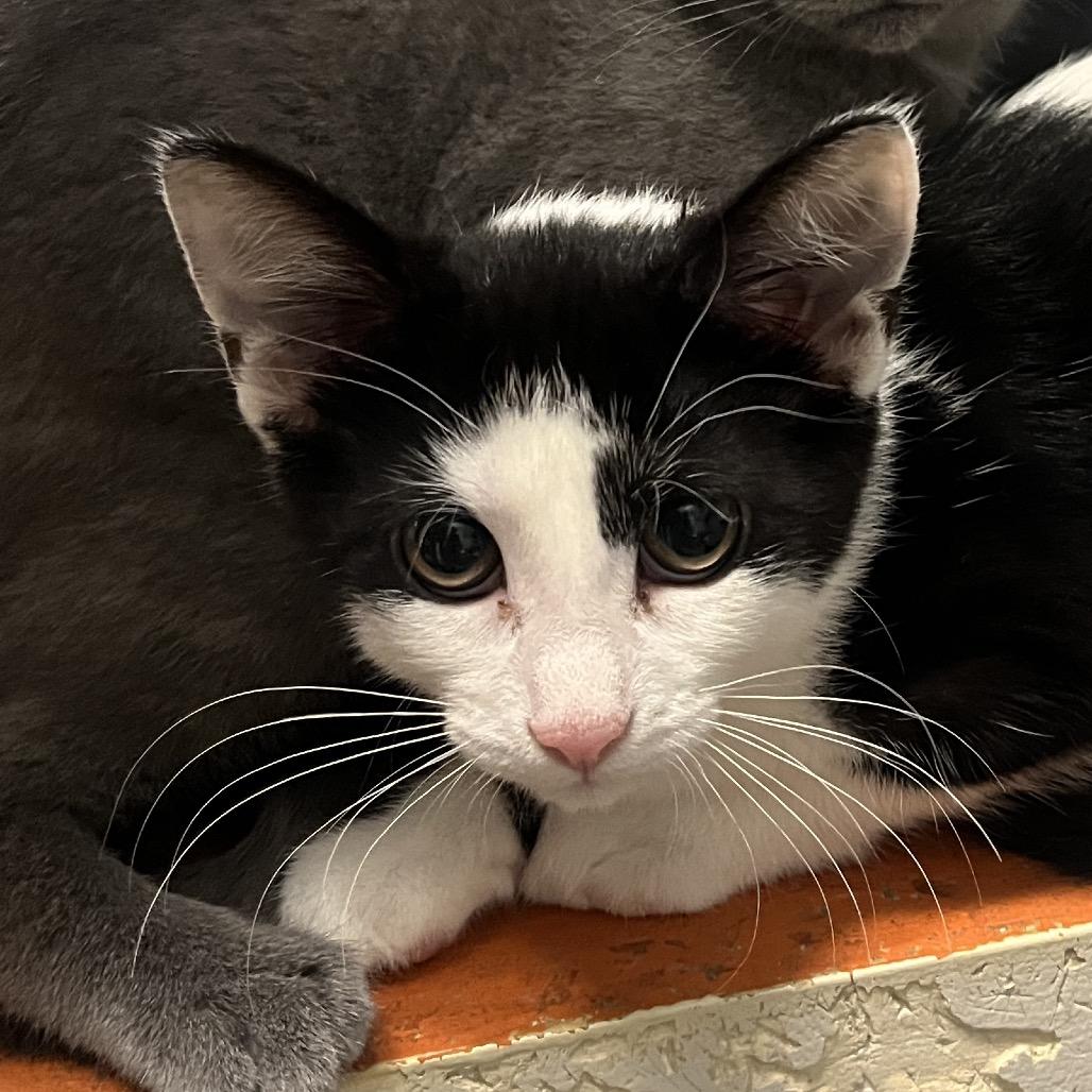 Enlarge Cookie, a Adoptable Domestic Short Hair in Hinsdale, IL image 1/1