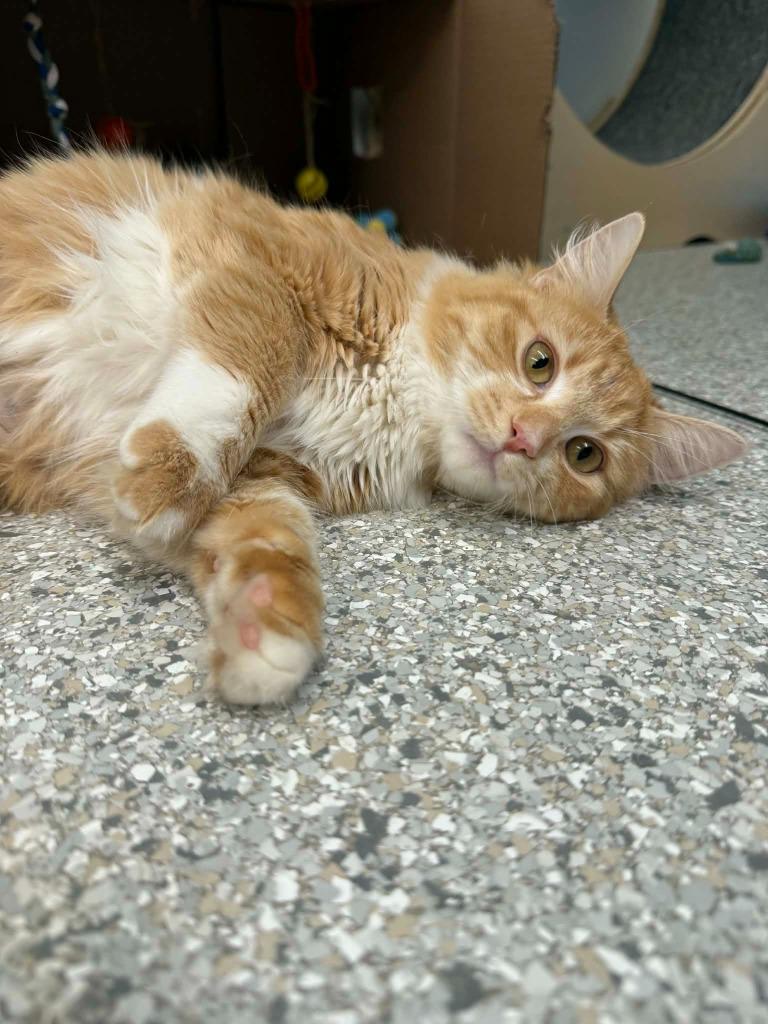 Coral, Adoptable, Young Female Domestic Long Hair.