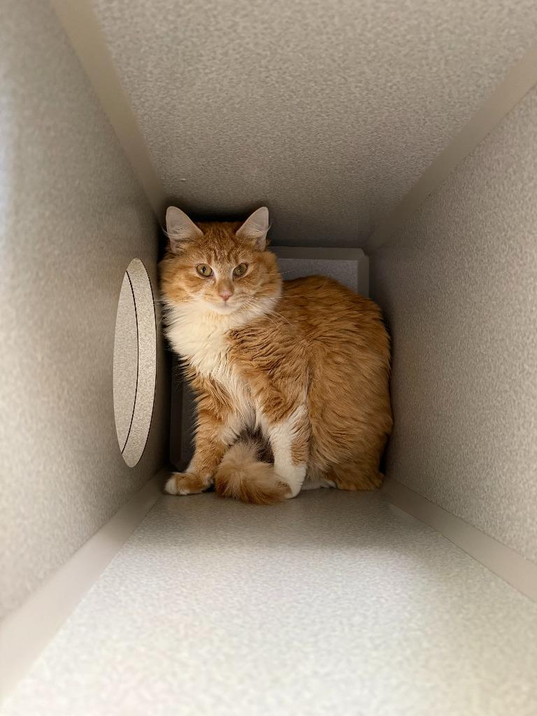 Enlarge Coral, a Adoptable mixed breed in Viroqua, WI image 1/2