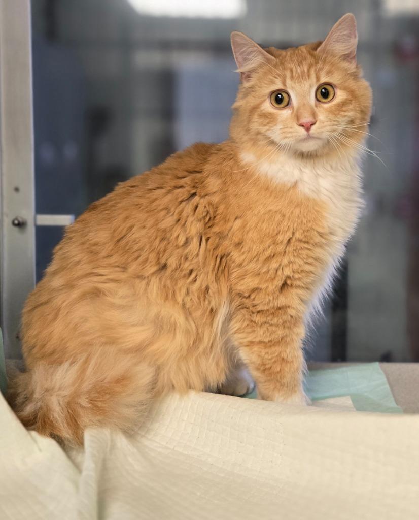 Enlarge Coral, a Adoptable mixed breed in Viroqua, WI image 2/2