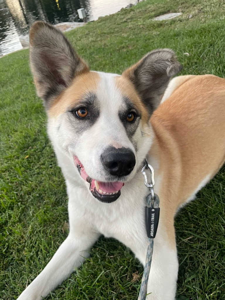 Enlarge Galan, a Adoptable mixed breed in Tracy, CA image 6/6