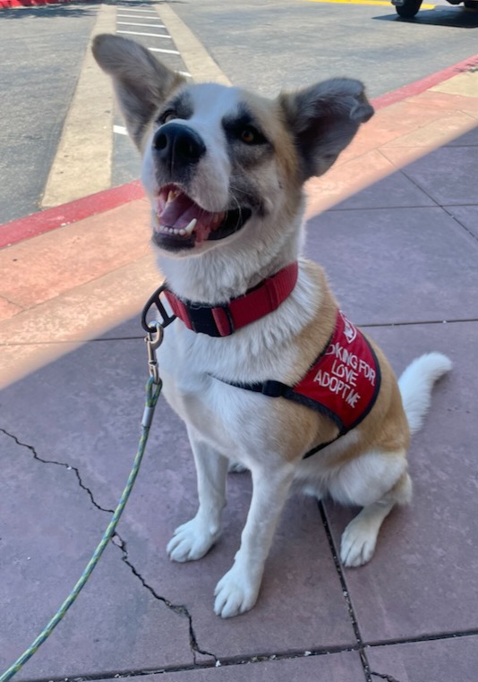 Enlarge Galan, a Adoptable mixed breed in Tracy, CA image 2/6