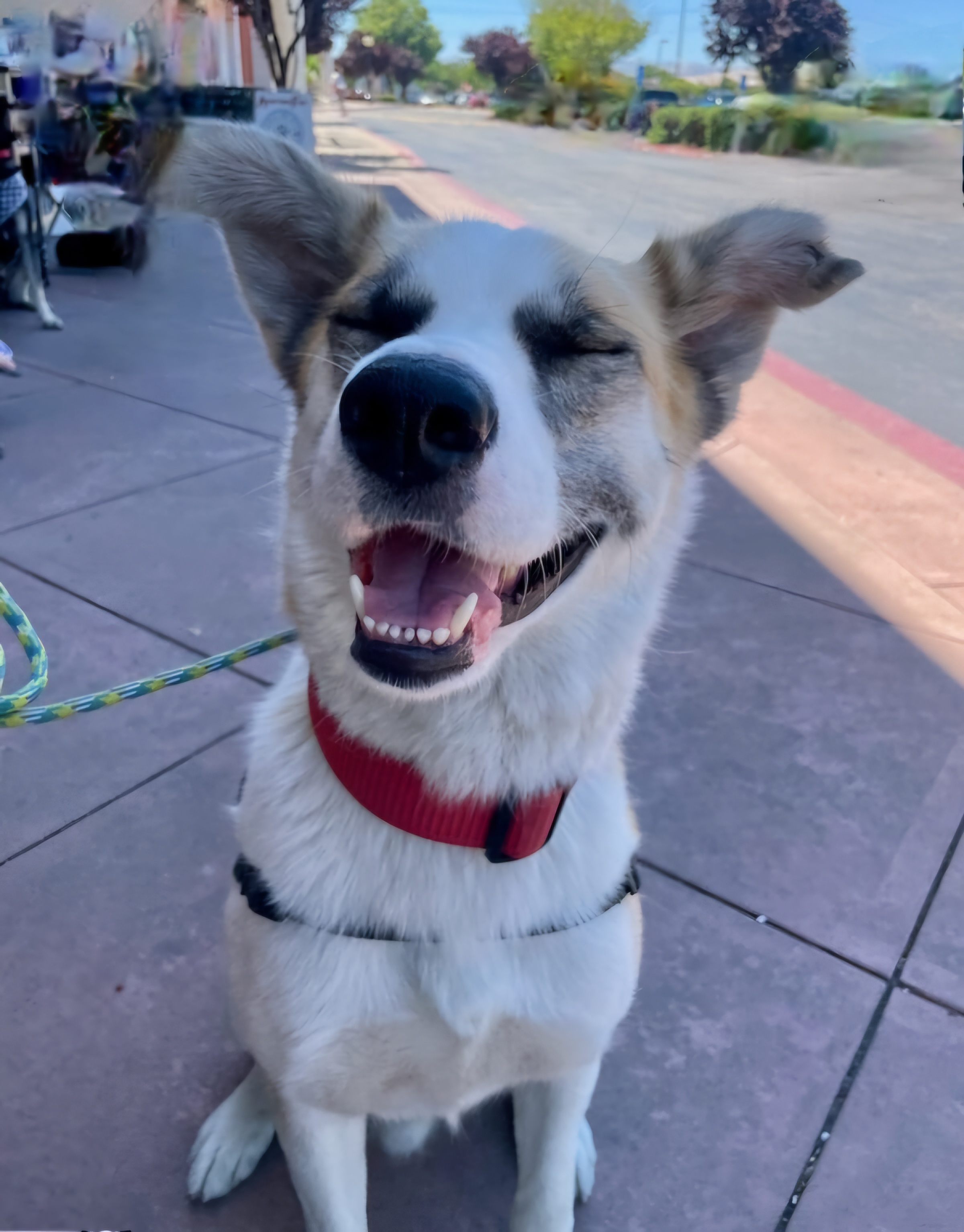 Enlarge Galan, a Adoptable mixed breed in Tracy, CA image 5/6