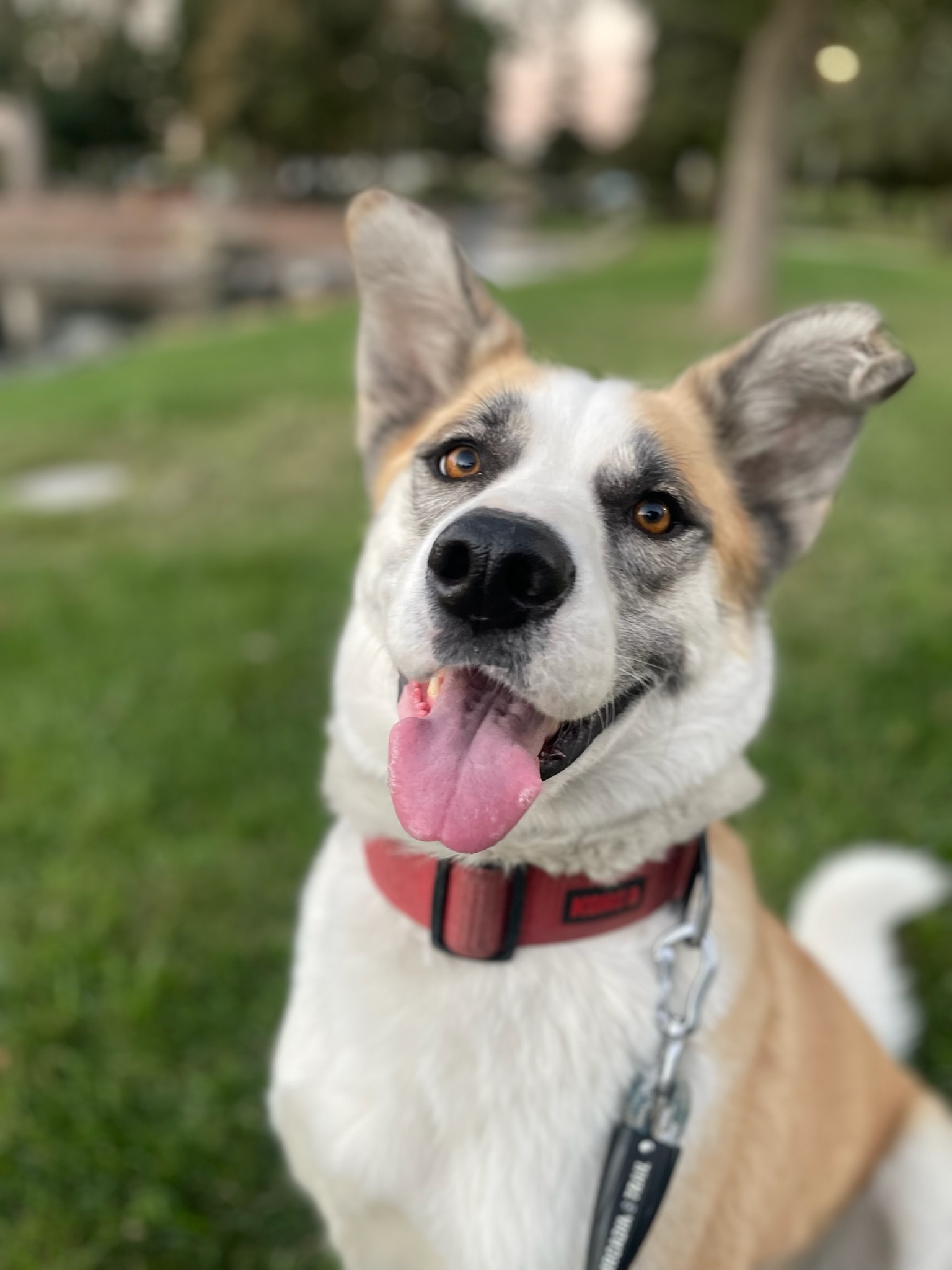 Galan, Adoptable, Adult Male Husky & Anatolian Shepherd.