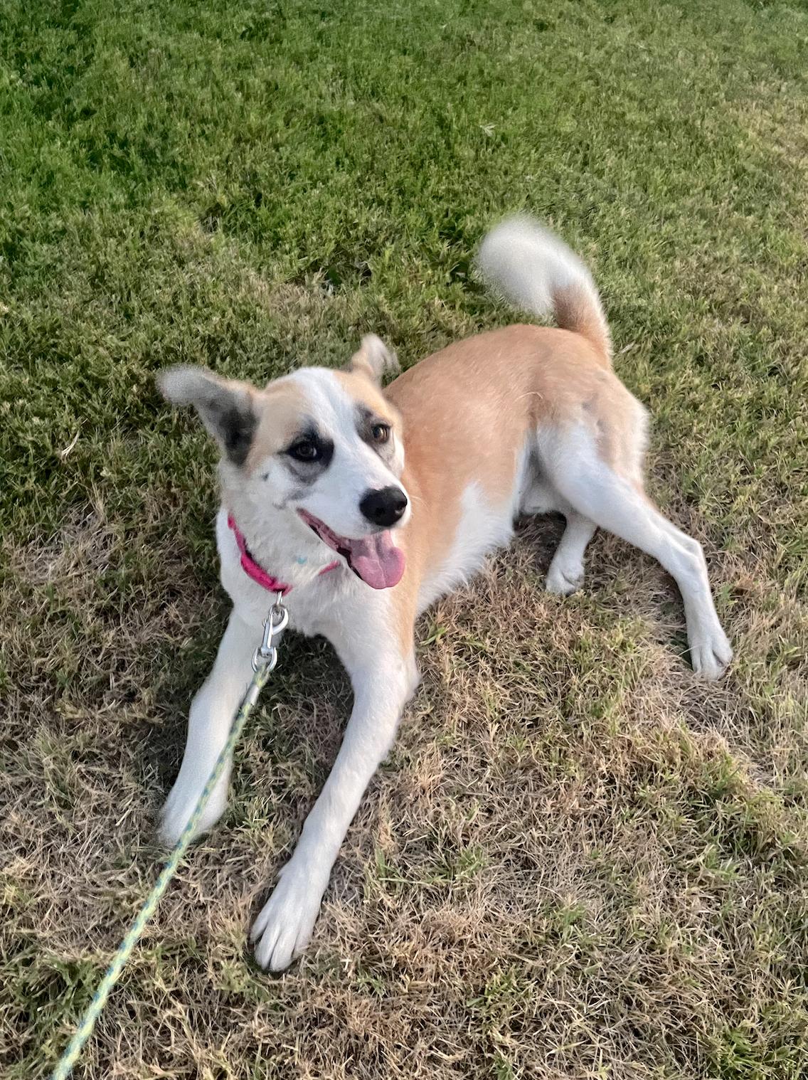 Enlarge Galan, a Adoptable mixed breed in Tracy, CA image 3/6