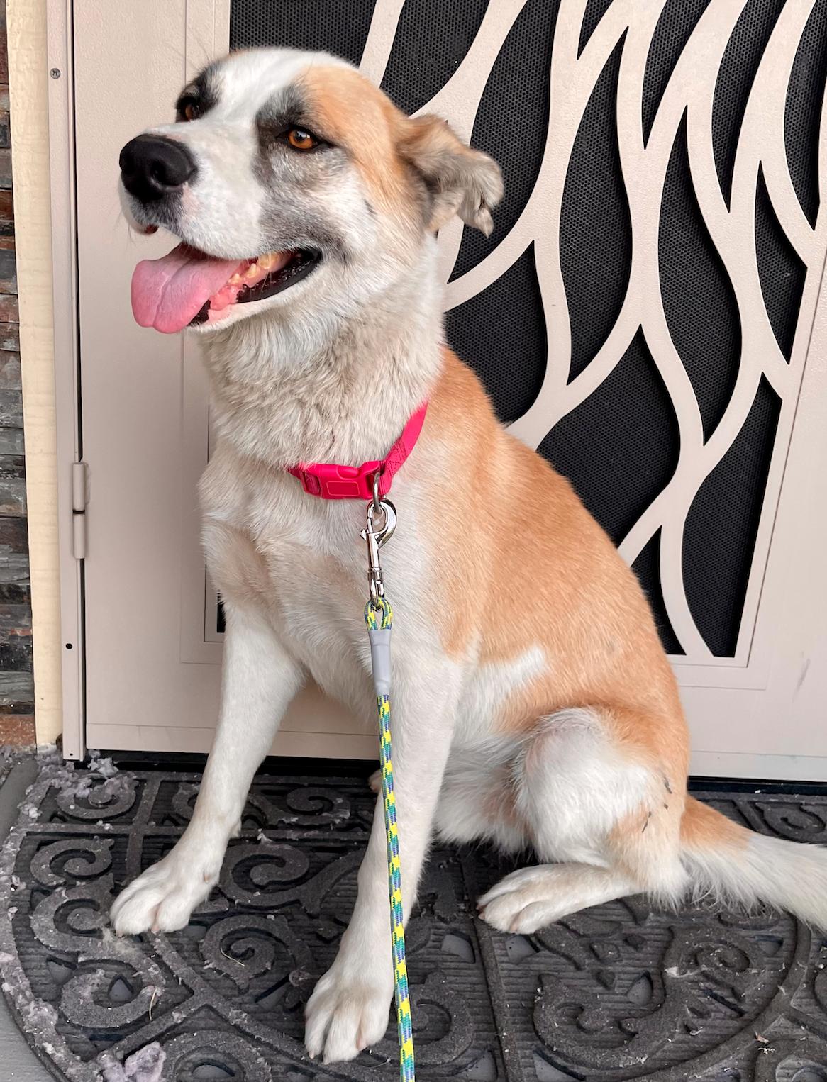 Enlarge Galan, a Adoptable mixed breed in Tracy, CA image 4/6