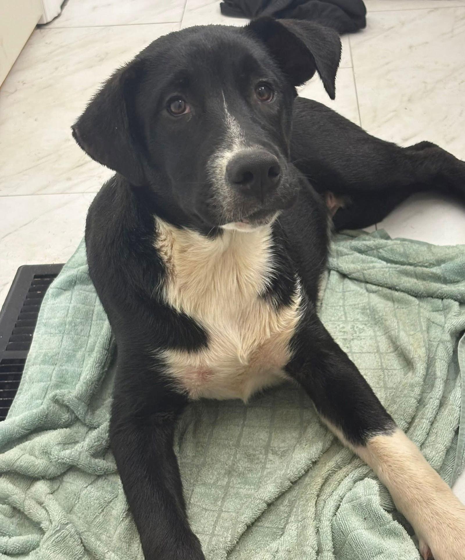 Enlarge 251072   Kevin, a Adoptable Labrador Retriever in Wetumpka, AL image 1/3