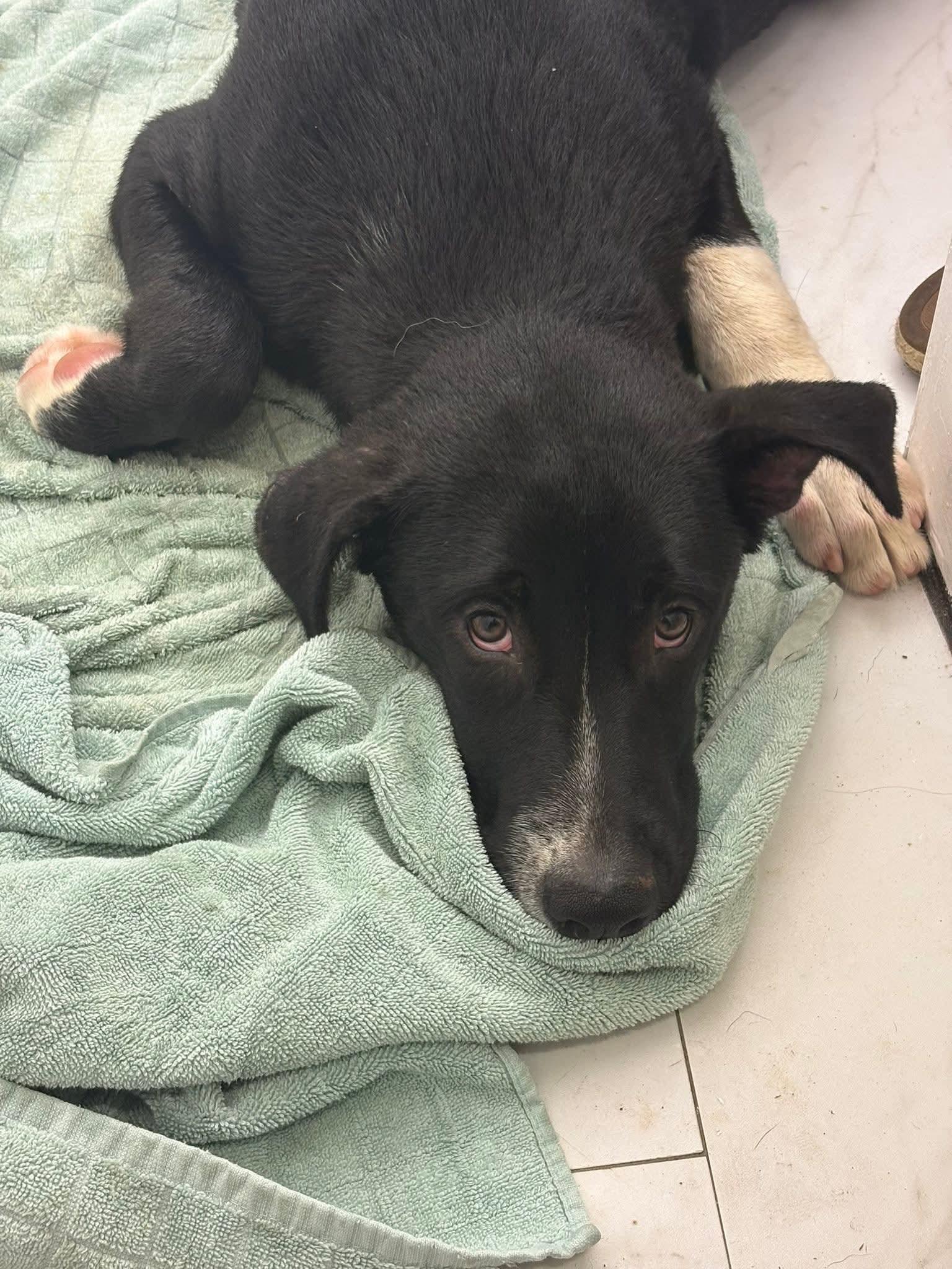 Enlarge 251072   Kevin, a Adoptable Labrador Retriever in Wetumpka, AL image 2/3