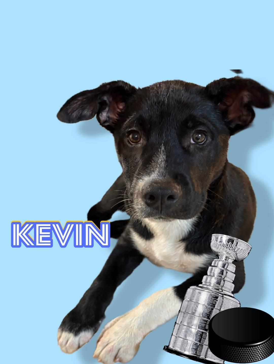 Enlarge 251072   Kevin, a Adoptable Labrador Retriever in Wetumpka, AL image 3/3